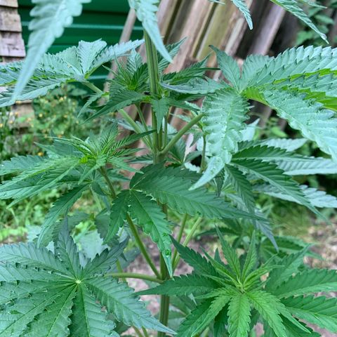 Big Yeti #1 growlog timeline photo