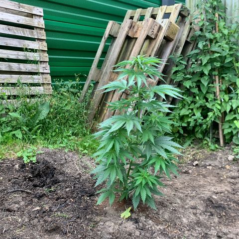Big Yeti #1 growlog timeline photo