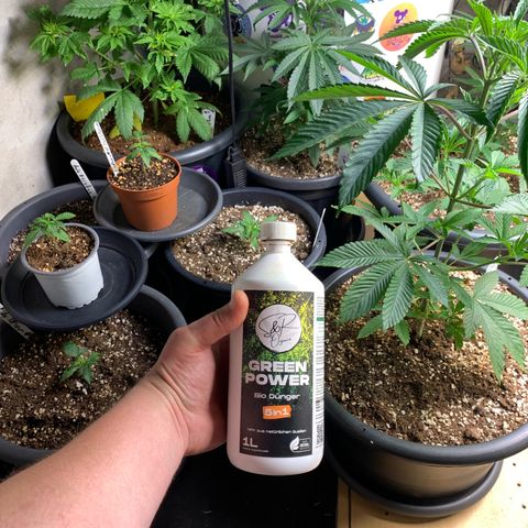 Purple Mimosa Xl Auto  #1 growlog timeline photo