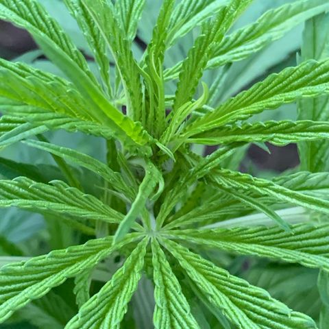 Big Yeti #1 growlog timeline photo