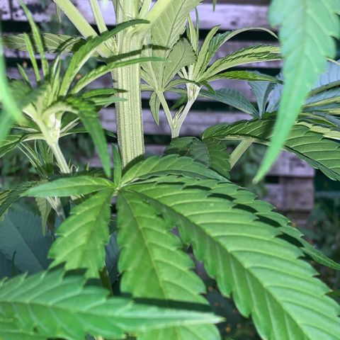 Big Yeti #1 growlog timeline photo