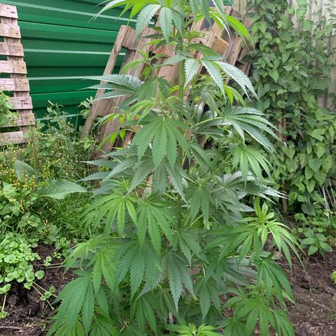 Big Yeti #1 growlog timeline photo