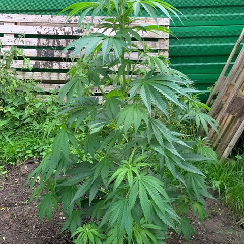 Big Yeti #1 growlog timeline photo