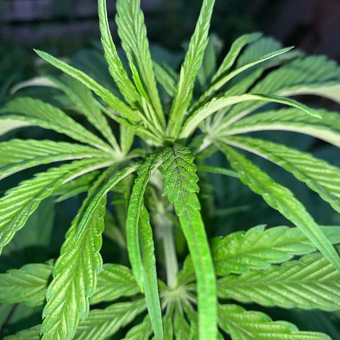 Big Yeti #1 growlog timeline photo