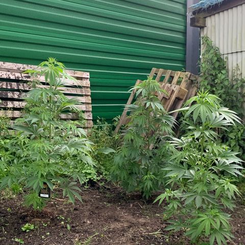 Big Yeti #1 growlog timeline photo