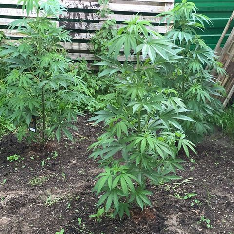 Big Yeti #1 growlog timeline photo