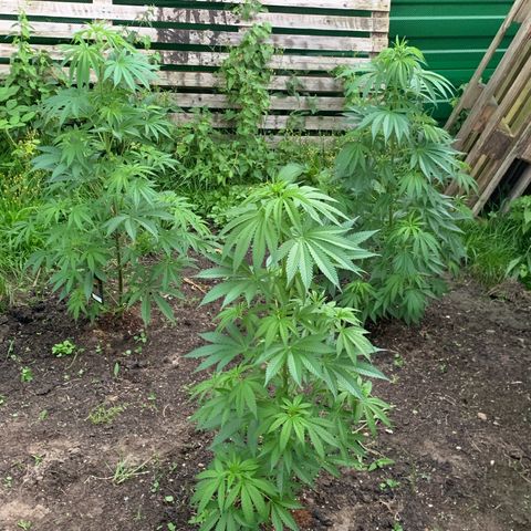 Big Yeti #1 growlog timeline photo