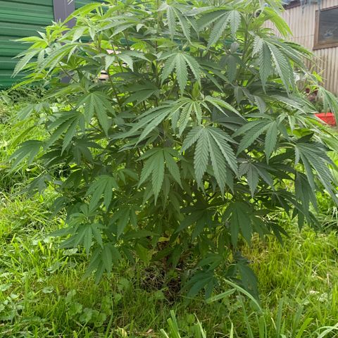 Sour OG Kush #1 growlog timeline photo