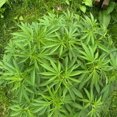 Sour OG Kush #1 growlog timeline photo