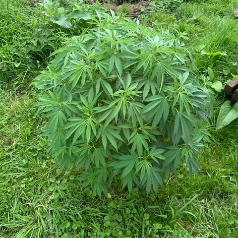 Sour OG Kush #1 growlog timeline photo