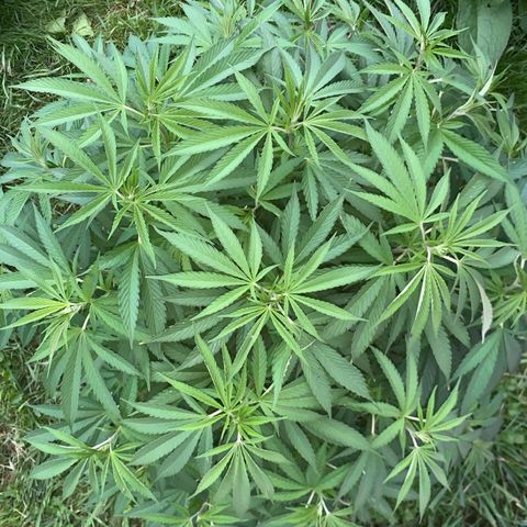 Sour OG Kush #1 growlog timeline photo
