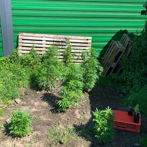 Big Yeti #1 growlog timeline photo