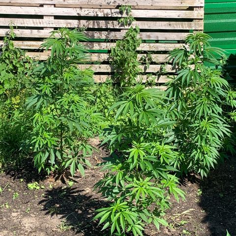 Big Yeti #1 growlog timeline photo