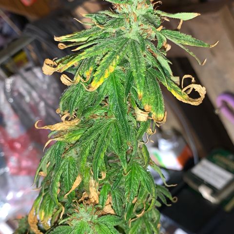 Gorilla Super Glue 2.0 growlog timeline photo