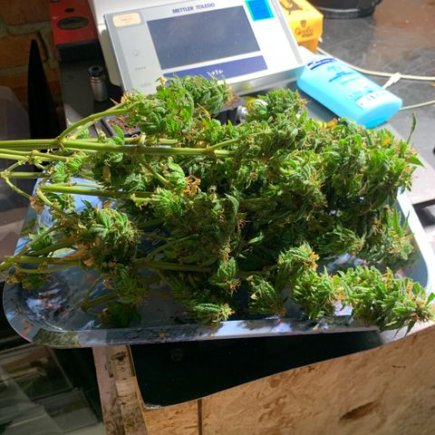 Gorilla Super Glue 2.0 growlog timeline photo