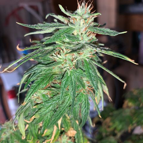 Gorilla Super Glue 2.0 growlog timeline photo