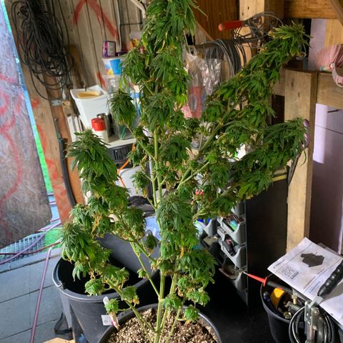 Gorilla Super Glue 2.0 growlog timeline photo
