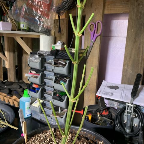 Gorilla Super Glue 2.0 growlog timeline photo