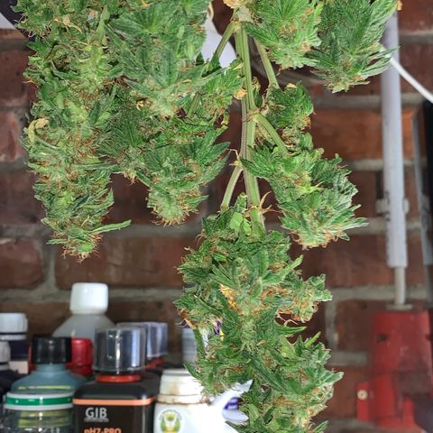 Gorilla Super Glue 2.0 growlog timeline photo