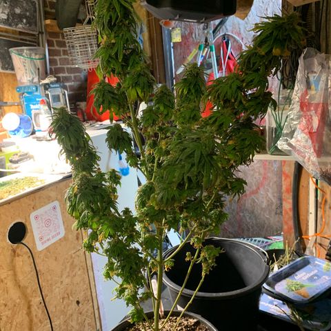 Gorilla Super Glue 2.0 growlog timeline photo