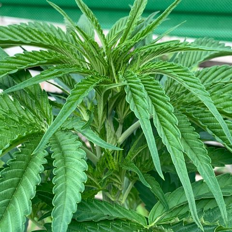 Big Yeti #1 growlog timeline photo