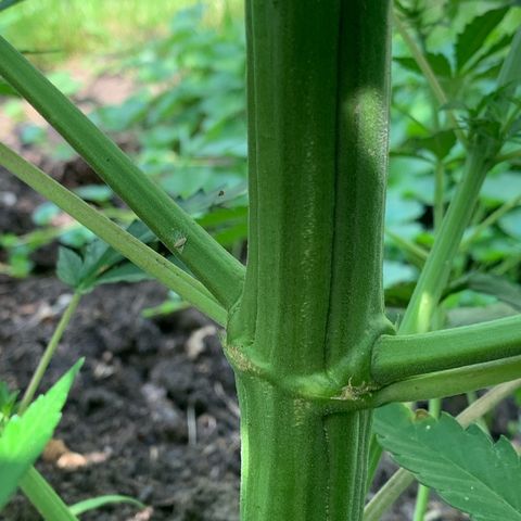 Big Yeti #1 growlog timeline photo