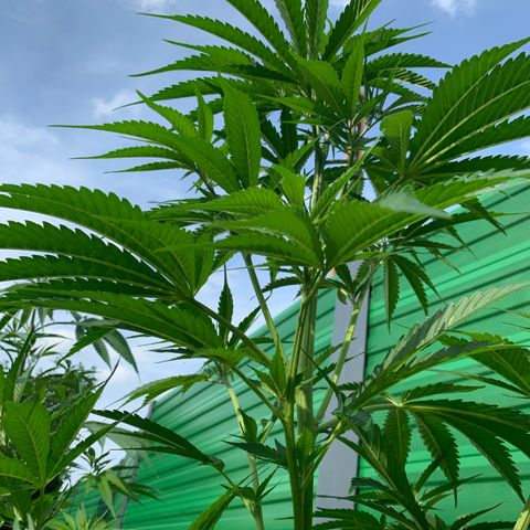 Big Yeti #1 growlog timeline photo