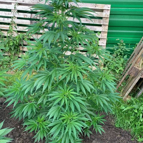 Big Yeti #1 growlog timeline photo