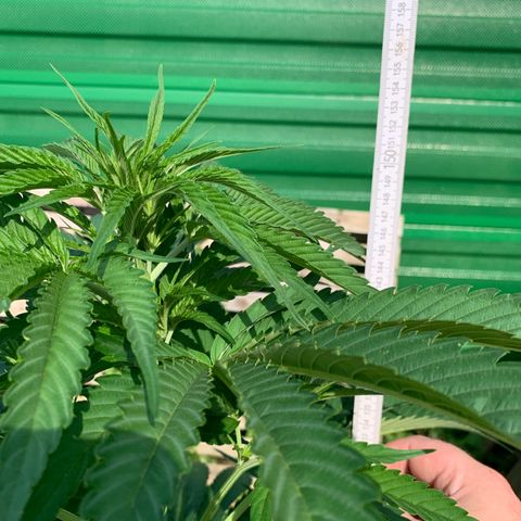Big Yeti #1 growlog timeline photo