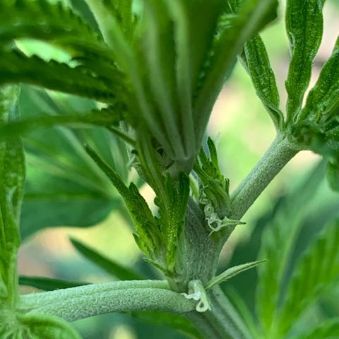 Big Yeti #1 growlog timeline photo