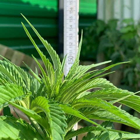 Big Yeti #1 growlog timeline photo
