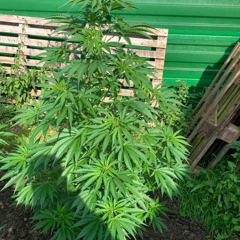 Big Yeti #1 growlog timeline photo