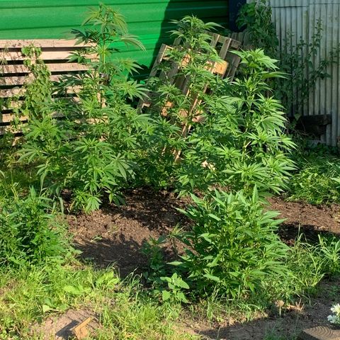 Big Yeti #1 growlog timeline photo