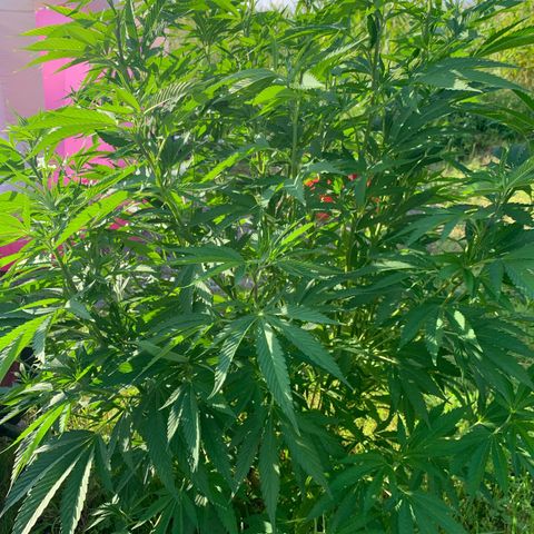 Sour OG Kush #1 growlog timeline photo