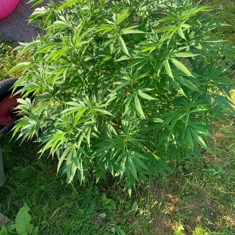 Sour OG Kush #1 growlog timeline photo