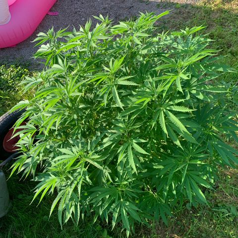Sour OG Kush #1 growlog timeline photo