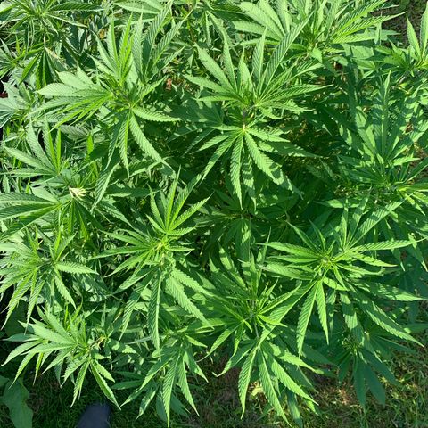 Sour OG Kush #1 growlog timeline photo