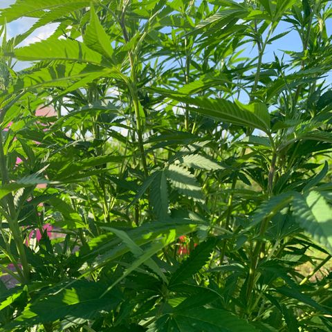 Sour OG Kush #1 growlog timeline photo