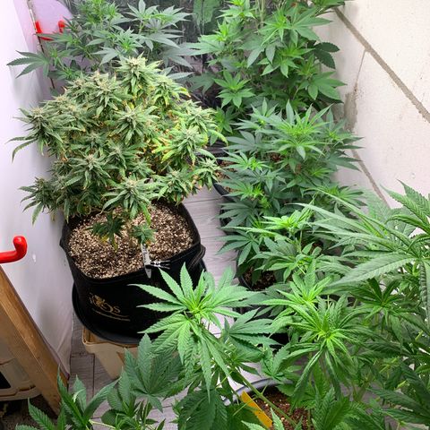 Ak47 #1 growlog timeline photo