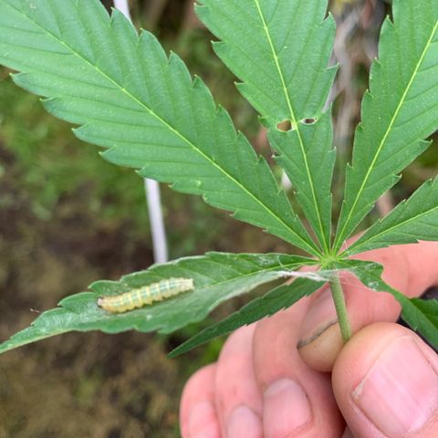 Big Yeti #1 growlog timeline photo