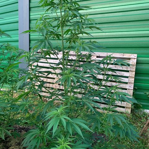Big Yeti #1 growlog timeline photo