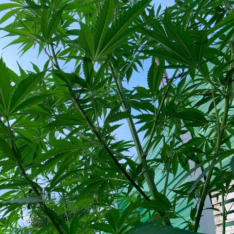Big Yeti #1 growlog timeline photo