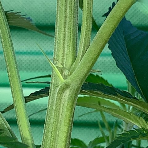 Big Yeti #1 growlog timeline photo
