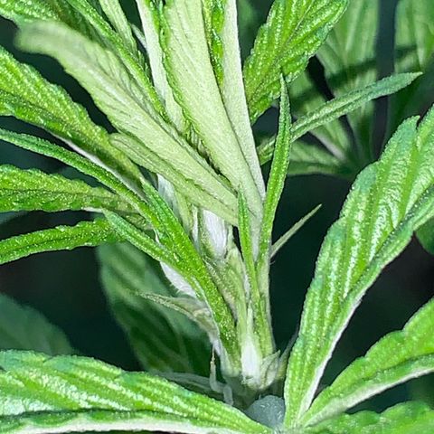 Big Yeti #1 growlog timeline photo