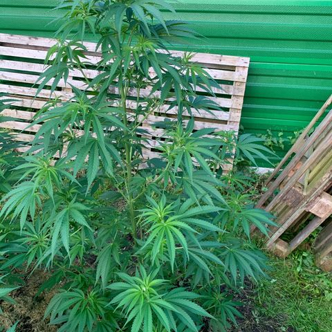 Big Yeti #1 growlog timeline photo