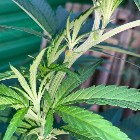 Big Yeti #1 growlog timeline photo