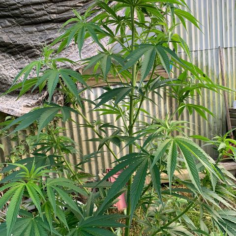 Big Yeti #1 growlog timeline photo