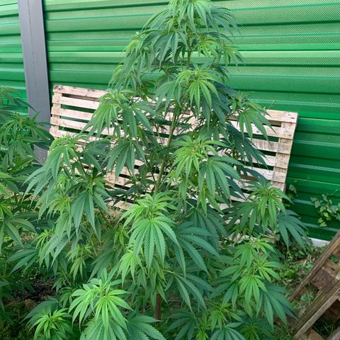 Big Yeti #1 growlog timeline photo