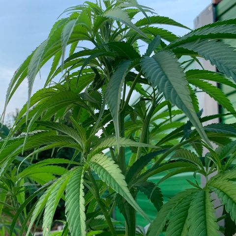 Big Yeti #1 growlog timeline photo
