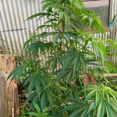 Big Yeti #1 growlog timeline photo